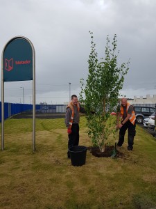 Tree planted by two men